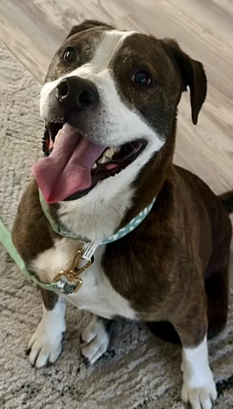 Louie